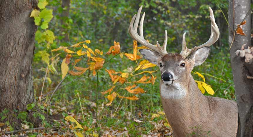 Attention Hunters – Is Your Vehicle Ready For Hunting?